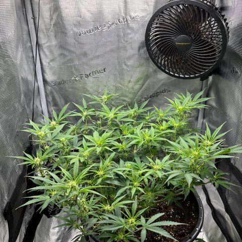 Green Crack F1 Hybrid Zamnesia growlog timeline photo