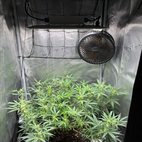 Green Crack F1 Hybrid Zamnesia growlog timeline photo