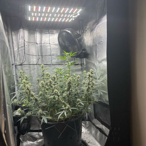 Green Crack F1 Hybrid Zamnesia growlog timeline photo