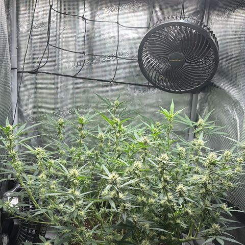 Green Crack F1 Hybrid Zamnesia growlog timeline photo