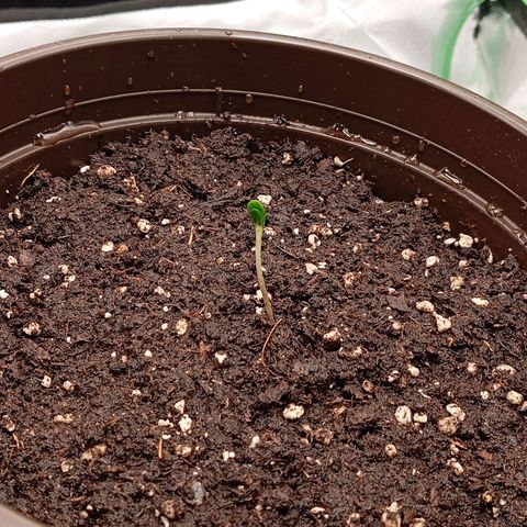 Purple Cookie Kush growlog photo: Licht auf 50% mit 75cm Abstand, erstes Mal ein wenig Wasser bekommen, die Schale ist endlich bei Pflanze 2 abgegangen 