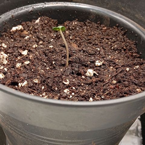 Purple Cookie Kush growlog photo: Licht auf 50% mit 75cm Abstand, erstes Mal ein wenig Wasser bekommen, die Schale ist endlich bei Pflanze 2 abgegangen 