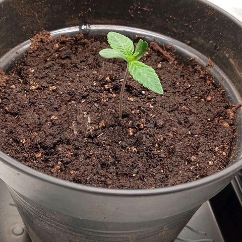 Purple Cookie Kush growlog photo: PH 6,4 jeweils 100ml Wasser 