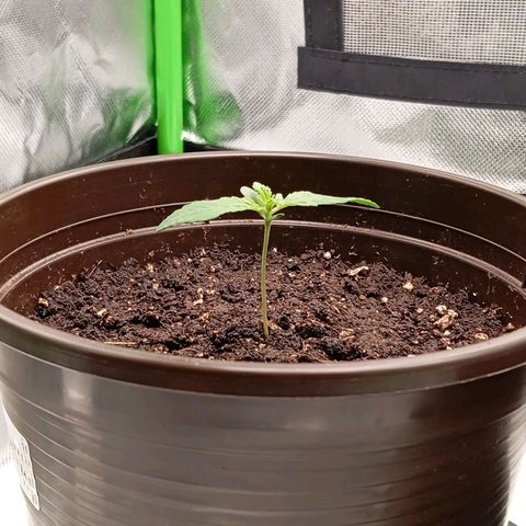 Purple Cookie Kush growlog timeline photo