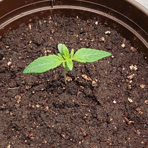 Purple Cookie Kush growlog timeline photo