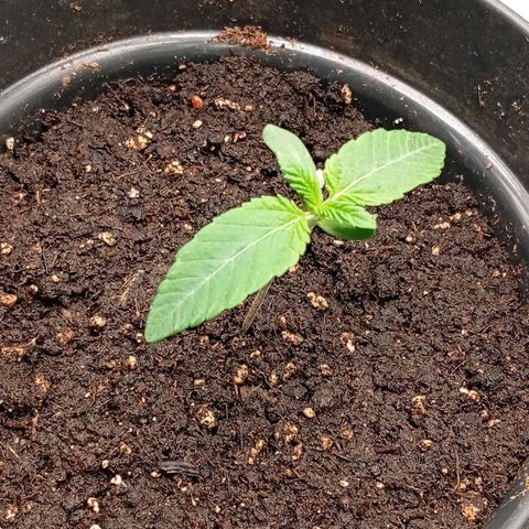 Purple Cookie Kush growlog timeline photo