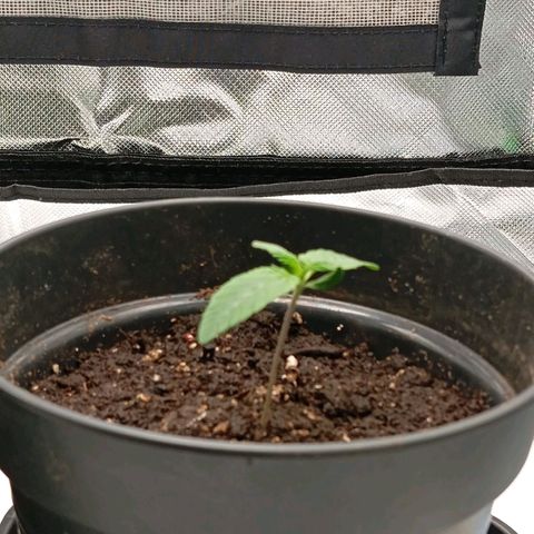 Purple Cookie Kush growlog timeline photo