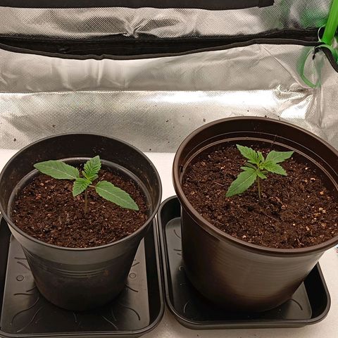 Purple Cookie Kush growlog photo: Sie haben sich gefangen, der Haupttrieb wird dicker. Haben ca die Hälfte getrunken also erst in 2 Tagen wieder Wasser. Danach wird umgetopft in 11l Plastiktöpfe 