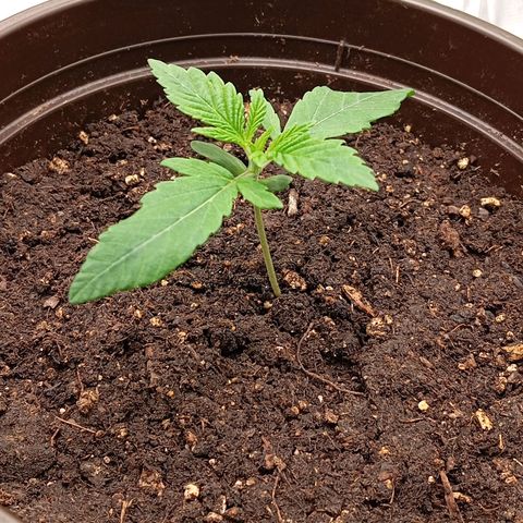 Purple Cookie Kush growlog photo: Sie haben sich gefangen, der Haupttrieb wird dicker. Haben ca die Hälfte getrunken also erst in 2 Tagen wieder Wasser. Danach wird umgetopft in 11l Plastiktöpfe 