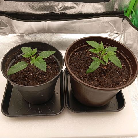Purple Cookie Kush growlog photo: Erneutes Giessen, da sehr trocken.
Jeweils 300ml mit PH 6,4
sehr gutes Wachstum, keine Auffälligkeiten 