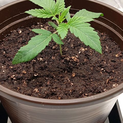 Purple Cookie Kush growlog photo: Erneutes Giessen, da sehr trocken.
Jeweils 300ml mit PH 6,4
sehr gutes Wachstum, keine Auffälligkeiten 