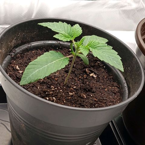 Purple Cookie Kush growlog photo: Erneutes Giessen, da sehr trocken.
Jeweils 300ml mit PH 6,4
sehr gutes Wachstum, keine Auffälligkeiten 