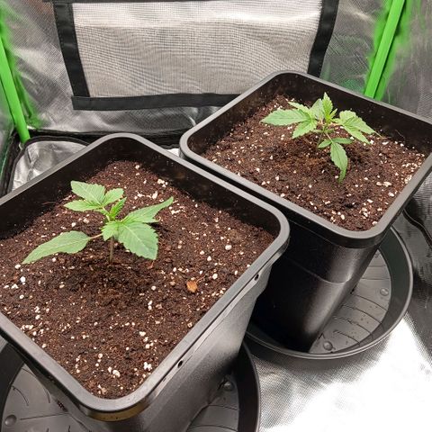 Purple Cookie Kush growlog photo: Heute wurden beide in 11l Plastiktöpfe umgetopft, gut durchwurzelt gewesen, kein abknicken und die Erde war nicht bröselig also alles Tip top. Noch vom Topfrand ausgehend einen Streifen kreisförmig um die Pflanzen herum gegossen. 

Licht bei 70cm Abstand und 50% Leistung. Temperatur um die 25 Grad, 54% Luftfeuchtigkeit.