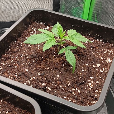 Purple Cookie Kush growlog photo: Heute wurden beide in 11l Plastiktöpfe umgetopft, gut durchwurzelt gewesen, kein abknicken und die Erde war nicht bröselig also alles Tip top. Noch vom Topfrand ausgehend einen Streifen kreisförmig um die Pflanzen herum gegossen. 

Licht bei 70cm Abstand und 50% Leistung. Temperatur um die 25 Grad, 54% Luftfeuchtigkeit.