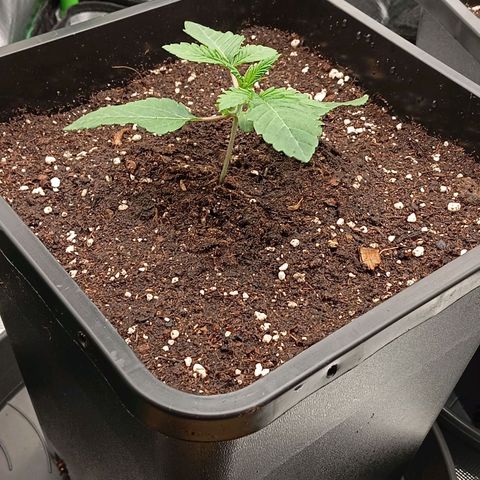 Purple Cookie Kush growlog photo: Heute wurden beide in 11l Plastiktöpfe umgetopft, gut durchwurzelt gewesen, kein abknicken und die Erde war nicht bröselig also alles Tip top. Noch vom Topfrand ausgehend einen Streifen kreisförmig um die Pflanzen herum gegossen. 

Licht bei 70cm Abstand und 50% Leistung. Temperatur um die 25 Grad, 54% Luftfeuchtigkeit.