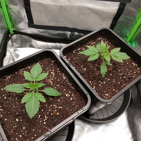 Purple Cookie Kush growlog photo: Nochmal ordentlich am Rand des Todes gegossen, ohne Drain. Jetzt dürfen Sie die nächsten Tage erstmal ruhen. 