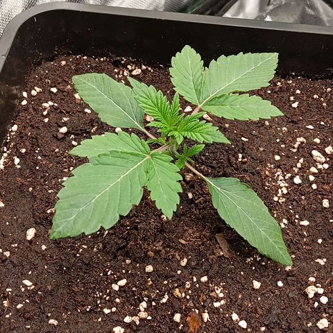 Purple Cookie Kush growlog photo: Nochmal ordentlich am Rand des Todes gegossen, ohne Drain. Jetzt dürfen Sie die nächsten Tage erstmal ruhen. 