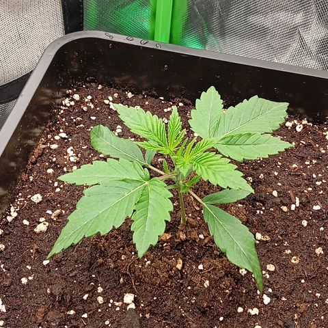 Purple Cookie Kush growlog photo: Nochmal ordentlich am Rand des Todes gegossen, ohne Drain. Jetzt dürfen Sie die nächsten Tage erstmal ruhen. 