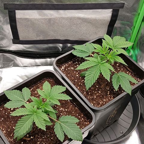 Purple Cookie Kush growlog photo: Obwohl das Giessen bereits einige Tage zurückliegt, sind die Töpfe noch relativ schwer. Deshalb frühestens Morgen wieder Wasser für die Ladys. Wie man sieht, lohnt es sich durchaus zu warten, da beide Damen bereits nach 3 Tagen den gesamten 11l Topf nach unten durchwurzelt haben. Da die Blattspannung allgemein noch völlig in Ordnung ist, verzichten wir heute auf irgendwelche Maßnahmen. Sie sehen sehr gesund aus ☺️