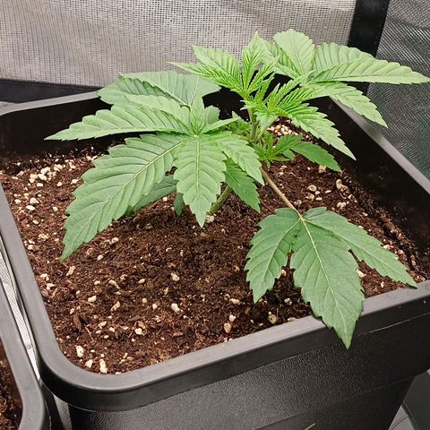Purple Cookie Kush growlog photo: Obwohl das Giessen bereits einige Tage zurückliegt, sind die Töpfe noch relativ schwer. Deshalb frühestens Morgen wieder Wasser für die Ladys. Wie man sieht, lohnt es sich durchaus zu warten, da beide Damen bereits nach 3 Tagen den gesamten 11l Topf nach unten durchwurzelt haben. Da die Blattspannung allgemein noch völlig in Ordnung ist, verzichten wir heute auf irgendwelche Maßnahmen. Sie sehen sehr gesund aus ☺️