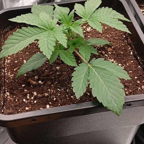 Purple Cookie Kush growlog photo: Obwohl das Giessen bereits einige Tage zurückliegt, sind die Töpfe noch relativ schwer. Deshalb frühestens Morgen wieder Wasser für die Ladys. Wie man sieht, lohnt es sich durchaus zu warten, da beide Damen bereits nach 3 Tagen den gesamten 11l Topf nach unten durchwurzelt haben. Da die Blattspannung allgemein noch völlig in Ordnung ist, verzichten wir heute auf irgendwelche Maßnahmen. Sie sehen sehr gesund aus ☺️