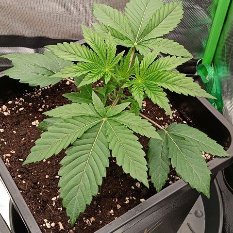 Purple Cookie Kush growlog photo: Heute gab es endlich mal wieder Wasser. Jeweils 1,5l PH 6,4 eingestelltes, gefiltertes Leitungswasser. Drain waren ca 50-100ml pro Pflanze. Ansonsten geht es den Damen sehr gut. Keine weiteren Maßnahmen 