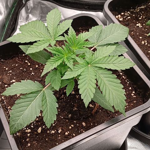 Purple Cookie Kush growlog photo: Heute gab es endlich mal wieder Wasser. Jeweils 1,5l PH 6,4 eingestelltes, gefiltertes Leitungswasser. Drain waren ca 50-100ml pro Pflanze. Ansonsten geht es den Damen sehr gut. Keine weiteren Maßnahmen 