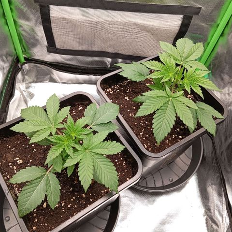 Purple Cookie Kush growlog photo: Heute gab es endlich mal wieder Wasser. Jeweils 1,5l PH 6,4 eingestelltes, gefiltertes Leitungswasser. Drain waren ca 50-100ml pro Pflanze. Ansonsten geht es den Damen sehr gut. Keine weiteren Maßnahmen 