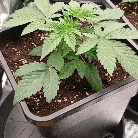 Purple Cookie Kush growlog photo: Das Wasser gestern scheint gut getan zu haben. Keine weiteren Massnahmen für heute. Bald geht's los, dann wird eine getoppt und LST gemacht