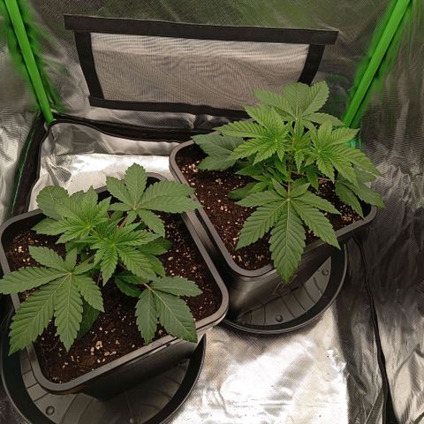 Purple Cookie Kush growlog photo: Das Wasser gestern scheint gut getan zu haben. Keine weiteren Massnahmen für heute. Bald geht's los, dann wird eine getoppt und LST gemacht