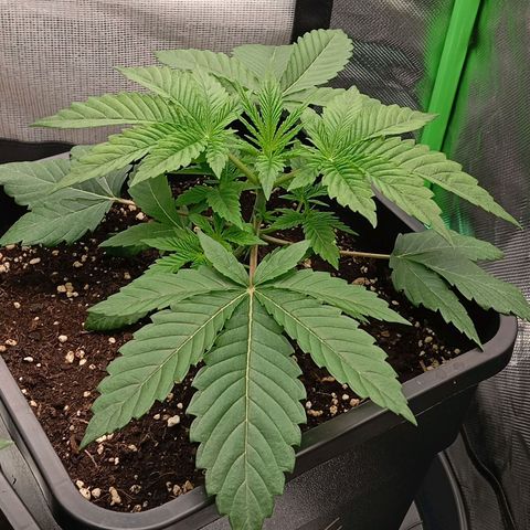 Purple Cookie Kush growlog photo: Das Wasser gestern scheint gut getan zu haben. Keine weiteren Massnahmen für heute. Bald geht's los, dann wird eine getoppt und LST gemacht