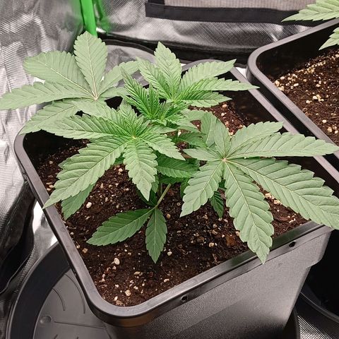 Purple Cookie Kush growlog photo: Morgen wird bei Beginn der Lichtphase die linke Dame einen Kopf kürzer gemacht und bei der rechten muss ich mal gucken. Wollen LST bei Ihr mache  aber die Gute ist schon im 45° Winkel rausgewachsen 😒😆🍀 