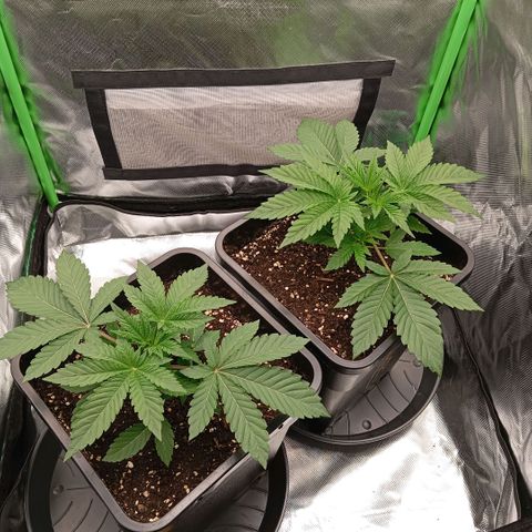 Purple Cookie Kush growlog photo: Morgen wird bei Beginn der Lichtphase die linke Dame einen Kopf kürzer gemacht und bei der rechten muss ich mal gucken. Wollen LST bei Ihr mache  aber die Gute ist schon im 45° Winkel rausgewachsen 😒😆🍀 