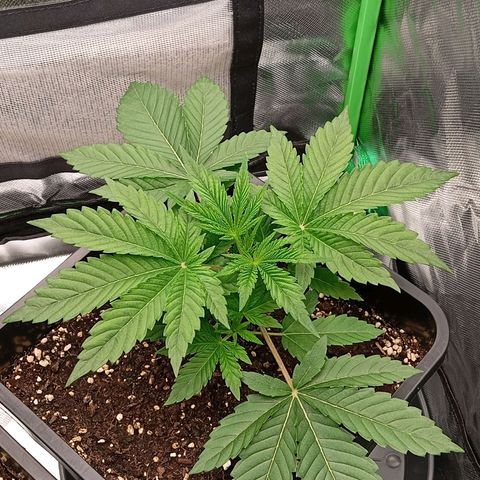 Purple Cookie Kush growlog photo: Morgen wird bei Beginn der Lichtphase die linke Dame einen Kopf kürzer gemacht und bei der rechten muss ich mal gucken. Wollen LST bei Ihr mache  aber die Gute ist schon im 45° Winkel rausgewachsen 😒😆🍀 