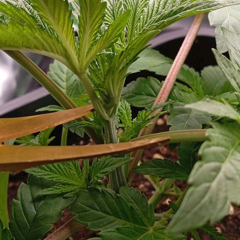 Purple Cookie Kush growlog photo: Heute wurde die linke Dame getoppt. Ein kleiner, sauberer Schnitt. Die Töpfe sind noch halb schwer, also erst morgen frühestens wieder Wasser. 