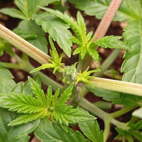 Purple Cookie Kush growlog photo: Heute wurde die linke Dame getoppt. Ein kleiner, sauberer Schnitt. Die Töpfe sind noch halb schwer, also erst morgen frühestens wieder Wasser. 