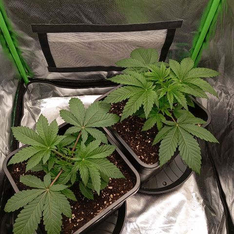 Purple Cookie Kush growlog photo: Heute wurde die linke Dame getoppt. Ein kleiner, sauberer Schnitt. Die Töpfe sind noch halb schwer, also erst morgen frühestens wieder Wasser. 