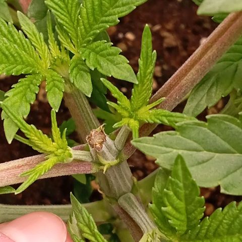 Purple Cookie Kush growlog photo: Die linke Dame darf sich noch vom gestrigen Toppen erholen- keine weiteren Massnahmen deswegen. Die rechte Dame hat jetzt 4 Triebe mit Heringen fixiert bekommen als LST und ein wenig Blattwerk wegbekommen. Beide haben sich kaum verändert, wenn man unten am Topf genauer hinsieht, weiss man auch warum. Beide wurzeln wie Irre. Heißt Sie wachsen erst nach unten und dann geht's oben weiter. Wasser erst morgen wieder, geht noch und hilft auch nicht, Sie jetzt mit zu viel Wasser zuzuschütten. 