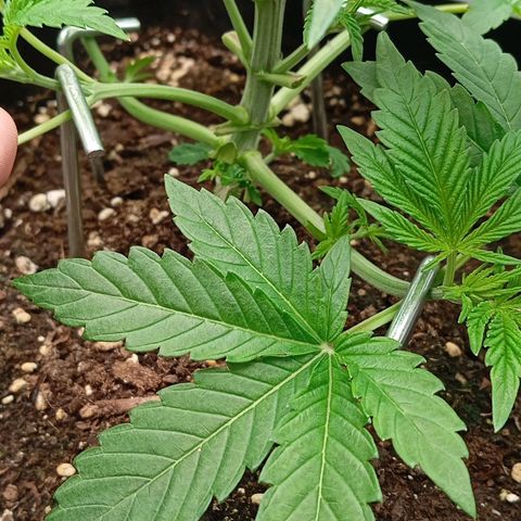 Purple Cookie Kush growlog photo: Die linke Dame darf sich noch vom gestrigen Toppen erholen- keine weiteren Massnahmen deswegen. Die rechte Dame hat jetzt 4 Triebe mit Heringen fixiert bekommen als LST und ein wenig Blattwerk wegbekommen. Beide haben sich kaum verändert, wenn man unten am Topf genauer hinsieht, weiss man auch warum. Beide wurzeln wie Irre. Heißt Sie wachsen erst nach unten und dann geht's oben weiter. Wasser erst morgen wieder, geht noch und hilft auch nicht, Sie jetzt mit zu viel Wasser zuzuschütten. 