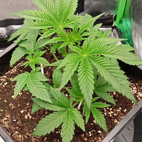 Purple Cookie Kush growlog photo: Die linke Dame darf sich noch vom gestrigen Toppen erholen- keine weiteren Massnahmen deswegen. Die rechte Dame hat jetzt 4 Triebe mit Heringen fixiert bekommen als LST und ein wenig Blattwerk wegbekommen. Beide haben sich kaum verändert, wenn man unten am Topf genauer hinsieht, weiss man auch warum. Beide wurzeln wie Irre. Heißt Sie wachsen erst nach unten und dann geht's oben weiter. Wasser erst morgen wieder, geht noch und hilft auch nicht, Sie jetzt mit zu viel Wasser zuzuschütten. 