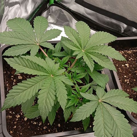 Purple Cookie Kush growlog photo: Die linke Dame darf sich noch vom gestrigen Toppen erholen- keine weiteren Massnahmen deswegen. Die rechte Dame hat jetzt 4 Triebe mit Heringen fixiert bekommen als LST und ein wenig Blattwerk wegbekommen. Beide haben sich kaum verändert, wenn man unten am Topf genauer hinsieht, weiss man auch warum. Beide wurzeln wie Irre. Heißt Sie wachsen erst nach unten und dann geht's oben weiter. Wasser erst morgen wieder, geht noch und hilft auch nicht, Sie jetzt mit zu viel Wasser zuzuschütten. 