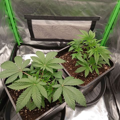 Purple Cookie Kush growlog photo: Die linke Dame darf sich noch vom gestrigen Toppen erholen- keine weiteren Massnahmen deswegen. Die rechte Dame hat jetzt 4 Triebe mit Heringen fixiert bekommen als LST und ein wenig Blattwerk wegbekommen. Beide haben sich kaum verändert, wenn man unten am Topf genauer hinsieht, weiss man auch warum. Beide wurzeln wie Irre. Heißt Sie wachsen erst nach unten und dann geht's oben weiter. Wasser erst morgen wieder, geht noch und hilft auch nicht, Sie jetzt mit zu viel Wasser zuzuschütten. 