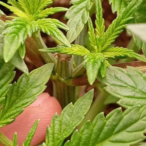 Purple Cookie Kush growlog photo: Töpfe sind immernoch leicht schwer aber ich denke morgen gibt es dann wieder Wasser. Farbe sattgrün, keine Mängel, keine verbrannten Spitzen. Die getoppte Dame links erholt sich gut, Wunde fast zu und neue Triebe wachsen bereits deutlich sichtbar weiter. LST bei der rechten Dame nachjustiert.