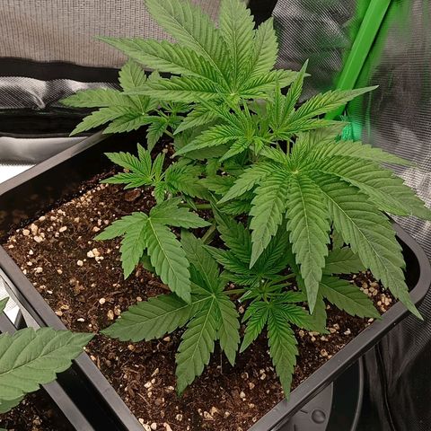 Purple Cookie Kush growlog photo: Töpfe sind immernoch leicht schwer aber ich denke morgen gibt es dann wieder Wasser. Farbe sattgrün, keine Mängel, keine verbrannten Spitzen. Die getoppte Dame links erholt sich gut, Wunde fast zu und neue Triebe wachsen bereits deutlich sichtbar weiter. LST bei der rechten Dame nachjustiert.