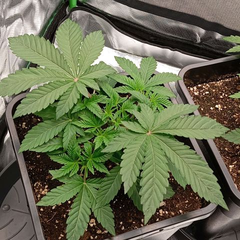 Purple Cookie Kush growlog photo: Töpfe sind immernoch leicht schwer aber ich denke morgen gibt es dann wieder Wasser. Farbe sattgrün, keine Mängel, keine verbrannten Spitzen. Die getoppte Dame links erholt sich gut, Wunde fast zu und neue Triebe wachsen bereits deutlich sichtbar weiter. LST bei der rechten Dame nachjustiert.