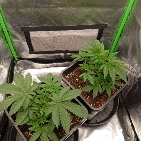 Purple Cookie Kush growlog photo: Töpfe sind immernoch leicht schwer aber ich denke morgen gibt es dann wieder Wasser. Farbe sattgrün, keine Mängel, keine verbrannten Spitzen. Die getoppte Dame links erholt sich gut, Wunde fast zu und neue Triebe wachsen bereits deutlich sichtbar weiter. LST bei der rechten Dame nachjustiert.