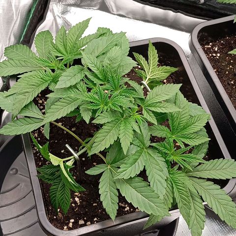 Purple Cookie Kush growlog photo: Heute endlich wieder Giessen können, da die Töpfe leicht waren. Jeweils 1,5l Wasser mit PH 6,4. Drain ca. 15%. Die linke Dame schiebt langsam wieder mehr und auch die rechte gibt wieder Gas, das heißt unten ist alles gut gewurzelt und durch das LST wurden die Hormone umgestellt. Das bremst natürlich obenrum das Wachstum aber später wird es dafür alles buschiger und wächst besser. Ansonsten keine Massnahmen außer das die Heringe angepasst wurden. Licht und RLF unverändert.