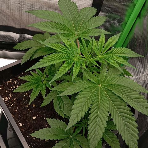 Purple Cookie Kush growlog photo: Heute endlich wieder Giessen können, da die Töpfe leicht waren. Jeweils 1,5l Wasser mit PH 6,4. Drain ca. 15%. Die linke Dame schiebt langsam wieder mehr und auch die rechte gibt wieder Gas, das heißt unten ist alles gut gewurzelt und durch das LST wurden die Hormone umgestellt. Das bremst natürlich obenrum das Wachstum aber später wird es dafür alles buschiger und wächst besser. Ansonsten keine Massnahmen außer das die Heringe angepasst wurden. Licht und RLF unverändert.