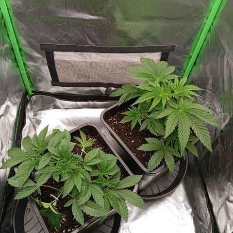 Purple Cookie Kush growlog photo: Heute endlich wieder Giessen können, da die Töpfe leicht waren. Jeweils 1,5l Wasser mit PH 6,4. Drain ca. 15%. Die linke Dame schiebt langsam wieder mehr und auch die rechte gibt wieder Gas, das heißt unten ist alles gut gewurzelt und durch das LST wurden die Hormone umgestellt. Das bremst natürlich obenrum das Wachstum aber später wird es dafür alles buschiger und wächst besser. Ansonsten keine Massnahmen außer das die Heringe angepasst wurden. Licht und RLF unverändert.