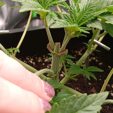 Purple Cookie Kush growlog photo: Heute endlich wieder Giessen können, da die Töpfe leicht waren. Jeweils 1,5l Wasser mit PH 6,4. Drain ca. 15%. Die linke Dame schiebt langsam wieder mehr und auch die rechte gibt wieder Gas, das heißt unten ist alles gut gewurzelt und durch das LST wurden die Hormone umgestellt. Das bremst natürlich obenrum das Wachstum aber später wird es dafür alles buschiger und wächst besser. Ansonsten keine Massnahmen außer das die Heringe angepasst wurden. Licht und RLF unverändert.